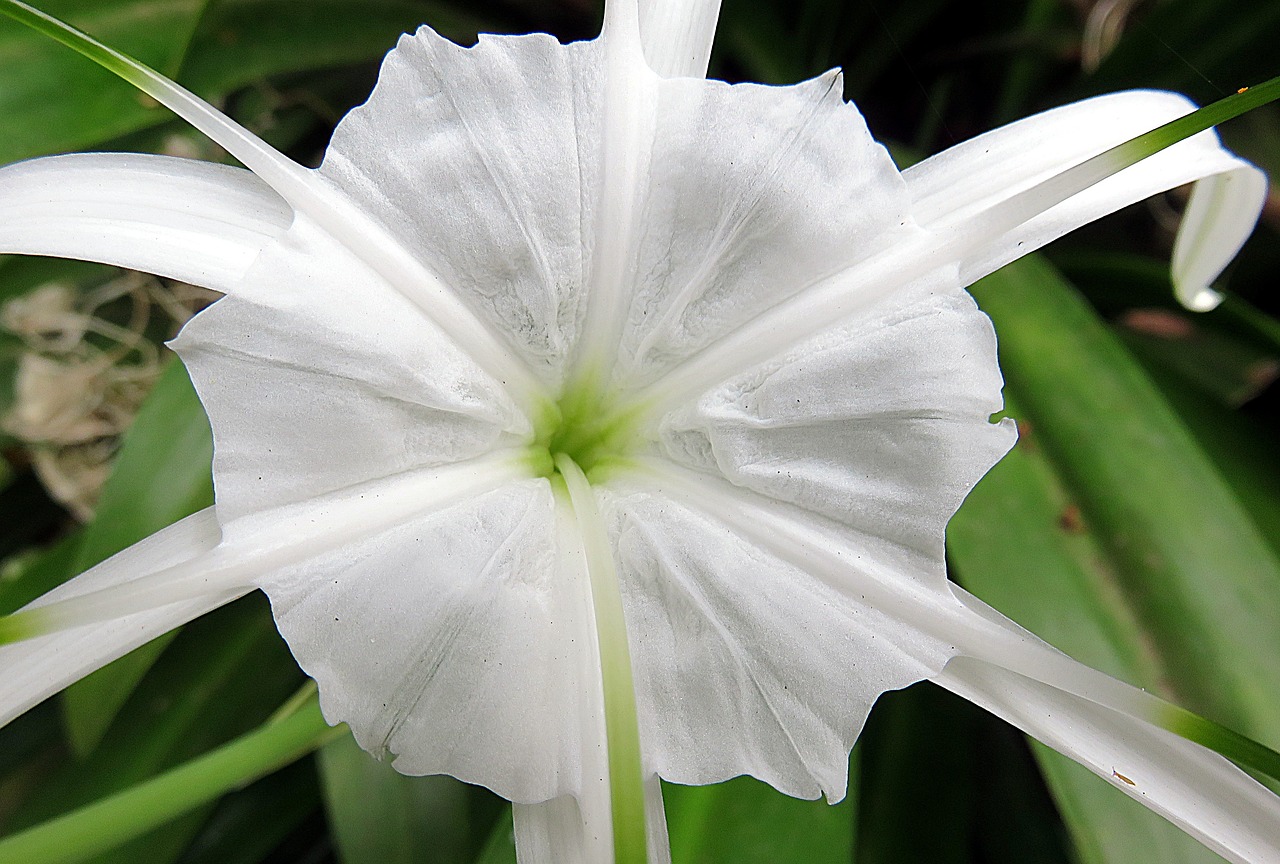 Hymenocallis, Augalas, Gėlė, Balta, Sodas, Nemokamos Nuotraukos,  Nemokama Licenzija