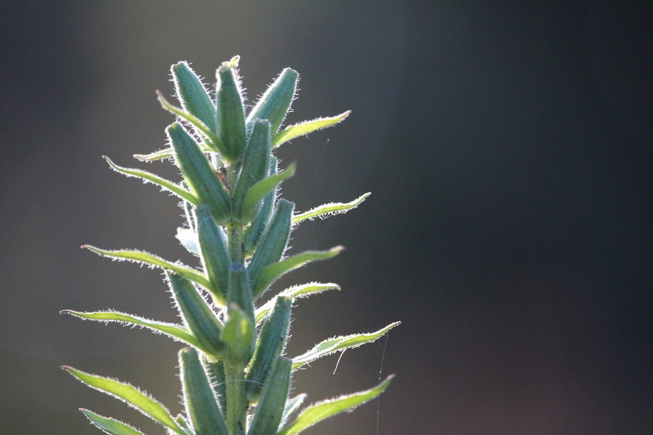 Augalas, Mullein, Ruduo, Ryto Šviesa, Nemokamos Nuotraukos,  Nemokama Licenzija