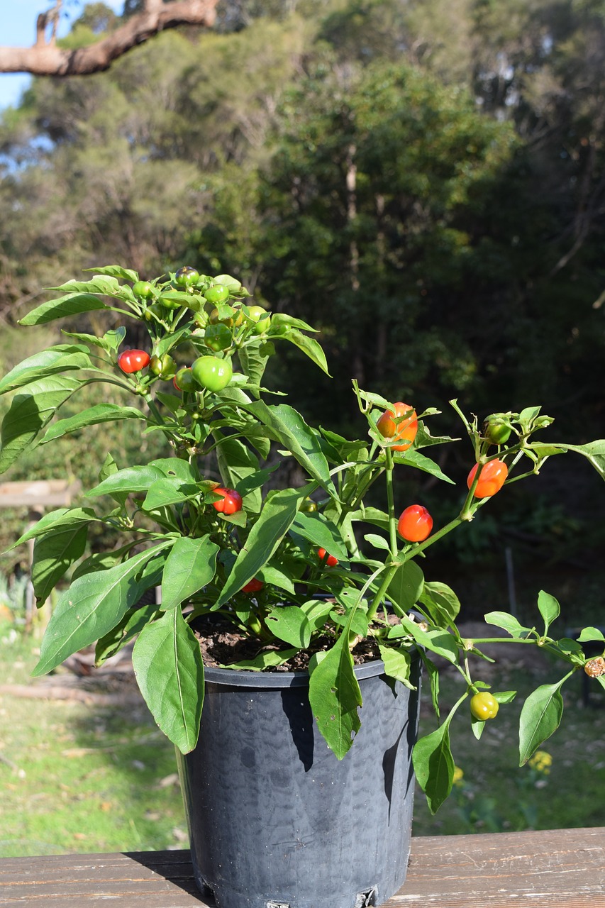 Augalas, Capsicum, Mini Capsicum, Pipirai, Daržovių, Sveikas, Ekologiškas, Auga, Lapai, Vitaminai