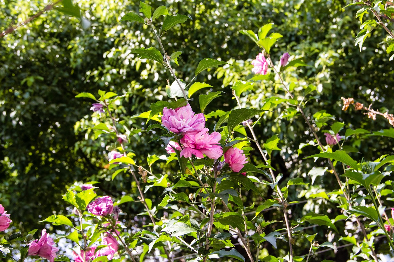 Augalas, Gėlės, Violetinė Rožinė, Peržiūros, Hibiscus, Natūralus, Lapai, Fonas, Rožinis Hibiscus, Nemokamos Nuotraukos