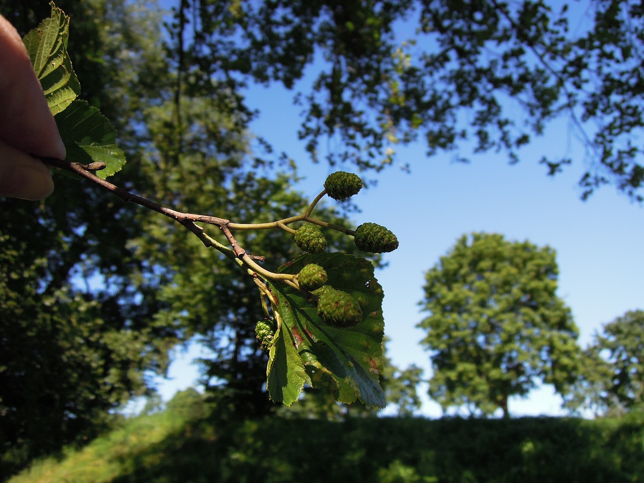 Augalas, Žemė, Medis, Mediena, Gamta, Vasara, Mėlynas, Dangus, Iš Arti, Mėlynas Dangus