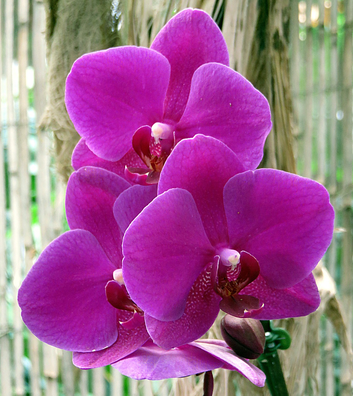 Augalas, Gėlė, Orchidėja, Phalaenopsis, Violetinė, Nemokamos Nuotraukos,  Nemokama Licenzija