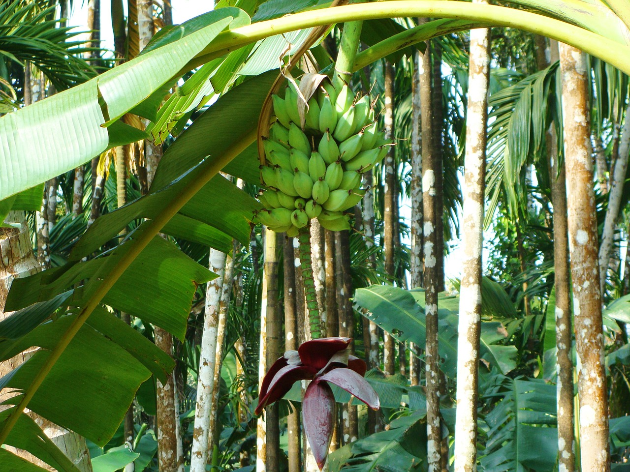 Plantakas, Žalias, Bananas, Arecanut Sodas, Malnad, Uttar Kannada, Indija, Nemokamos Nuotraukos,  Nemokama Licenzija