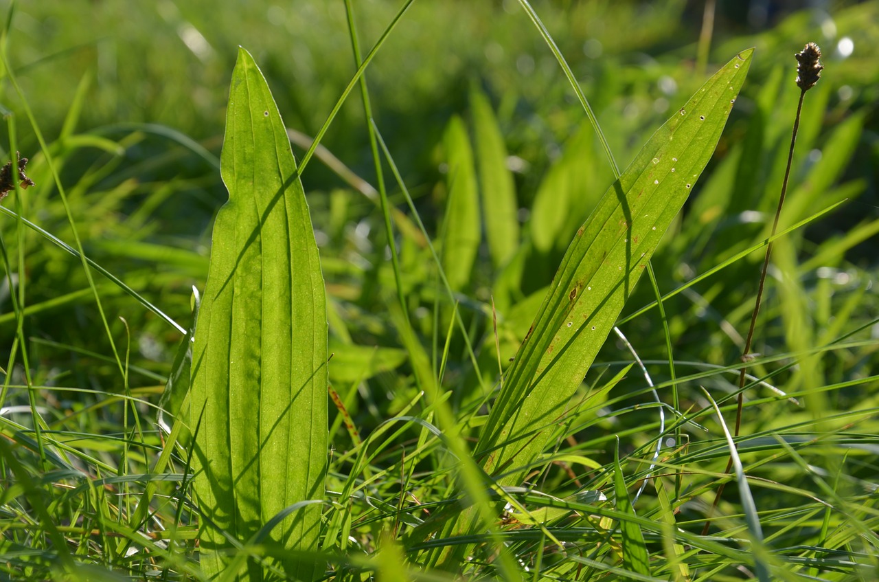 Plantakas, Žolė, Žalias, Nemokamos Nuotraukos,  Nemokama Licenzija