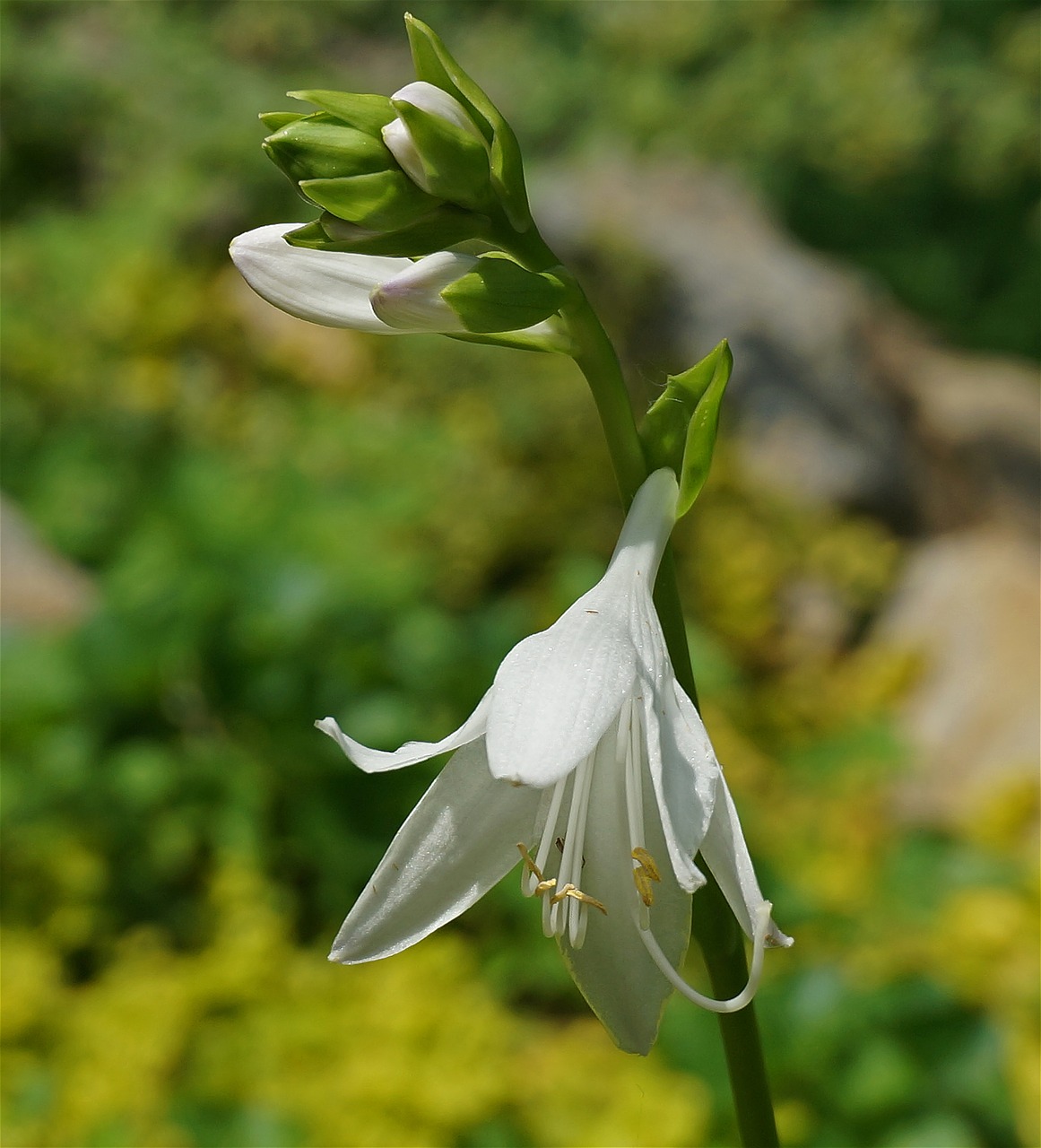 Plantacinė Lelija, Hosta, Gėlė, Žiedas, Žydėti, Balta, Augalas, Flora, Sodas, Gamta