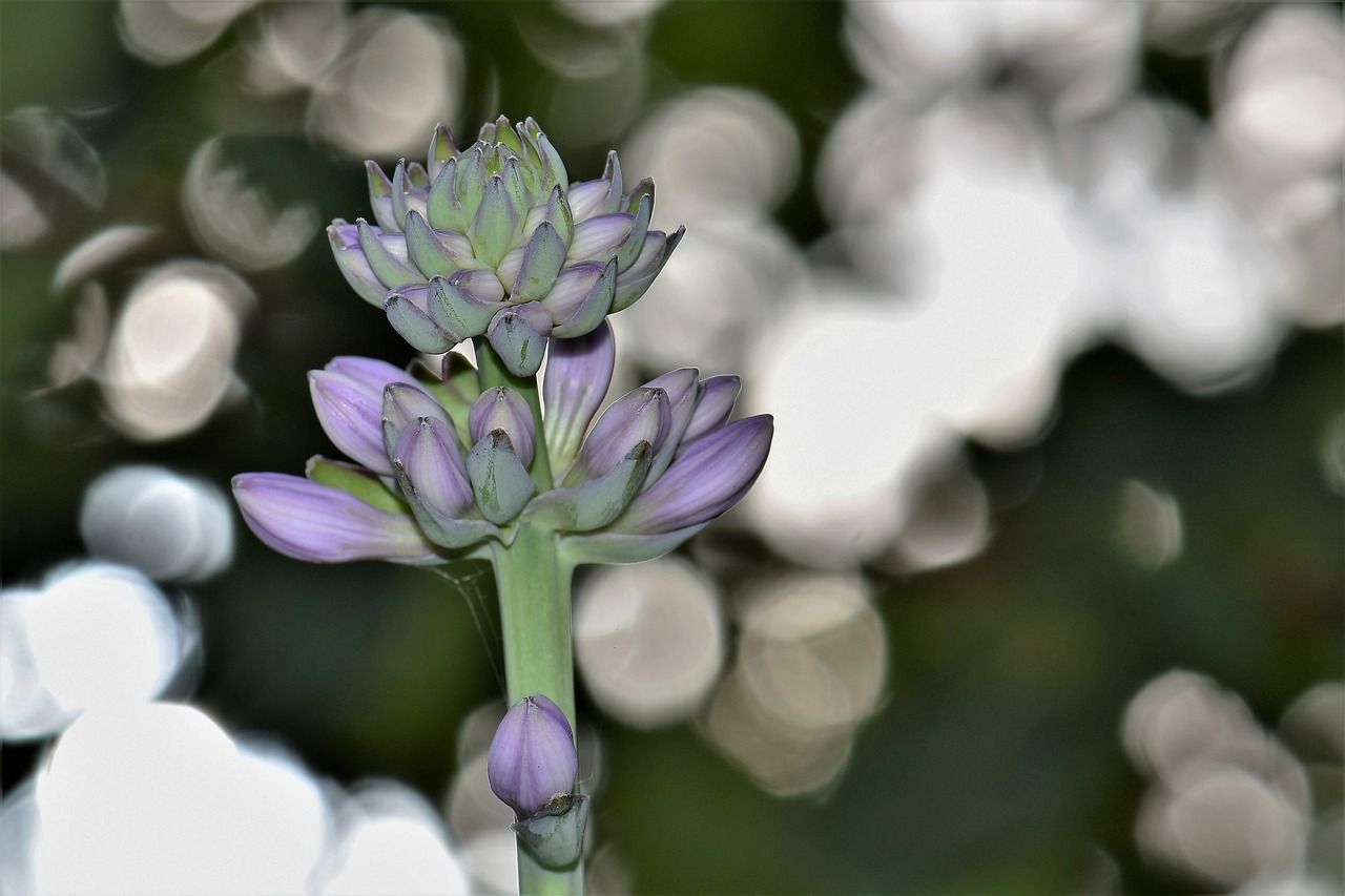 Plantacinė Lelija, Žiedas, Žydėti, Gėlė, Augalas, Violetinė, Violetinė, Uždaryti, Lašas Vandens, Lašelinė