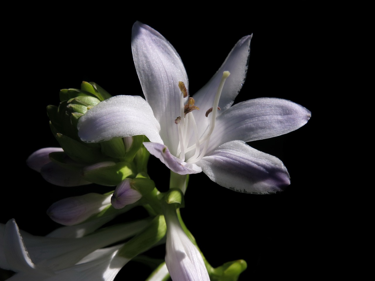 Gyslotis Lelija,  Hosta,  Balta Gėlė,  Bud,  Augalų,  Agavengewächs,  Brangioji Lelija,  Iš Arti,  Pobūdį,  Sodo Augalų