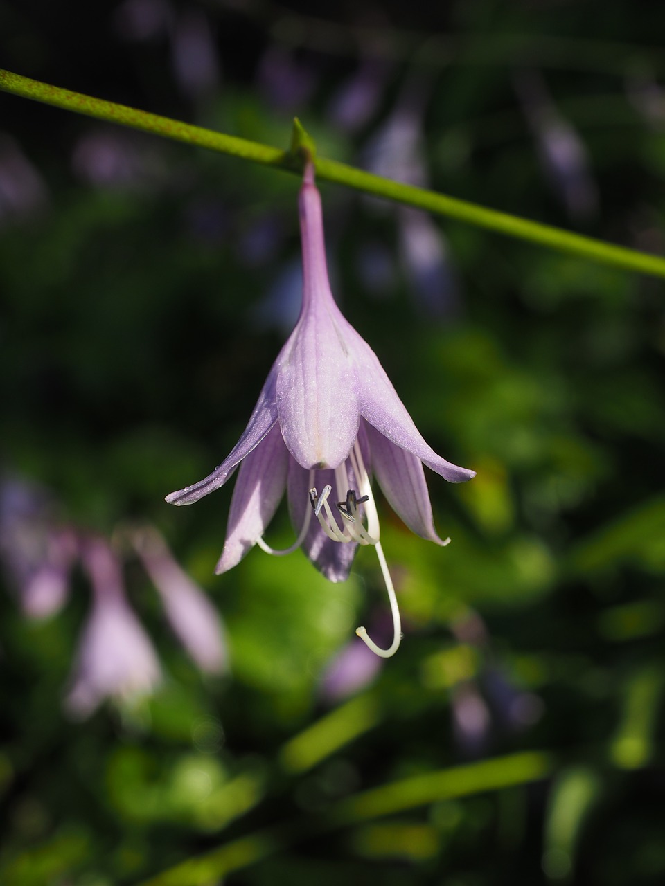 Plantacinė Lelija, Gėlės, Violetinė, Violetinė, Šviesiai Violetinė, Hosta Atliko, Funky Spreng, Mylėtojų Lelijos, Agavengewächs, Liliaceae