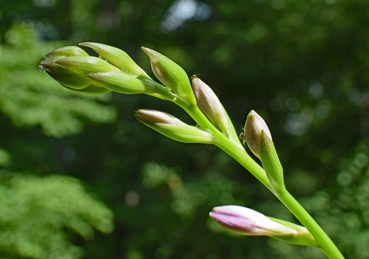 Plantaciniai Lelijos Pumpurai, Lelija, Hosta, Budas, Drėgna Lietaus, Vandens Lašelis, Gėlė, Žiedas, Žydėti, Balta