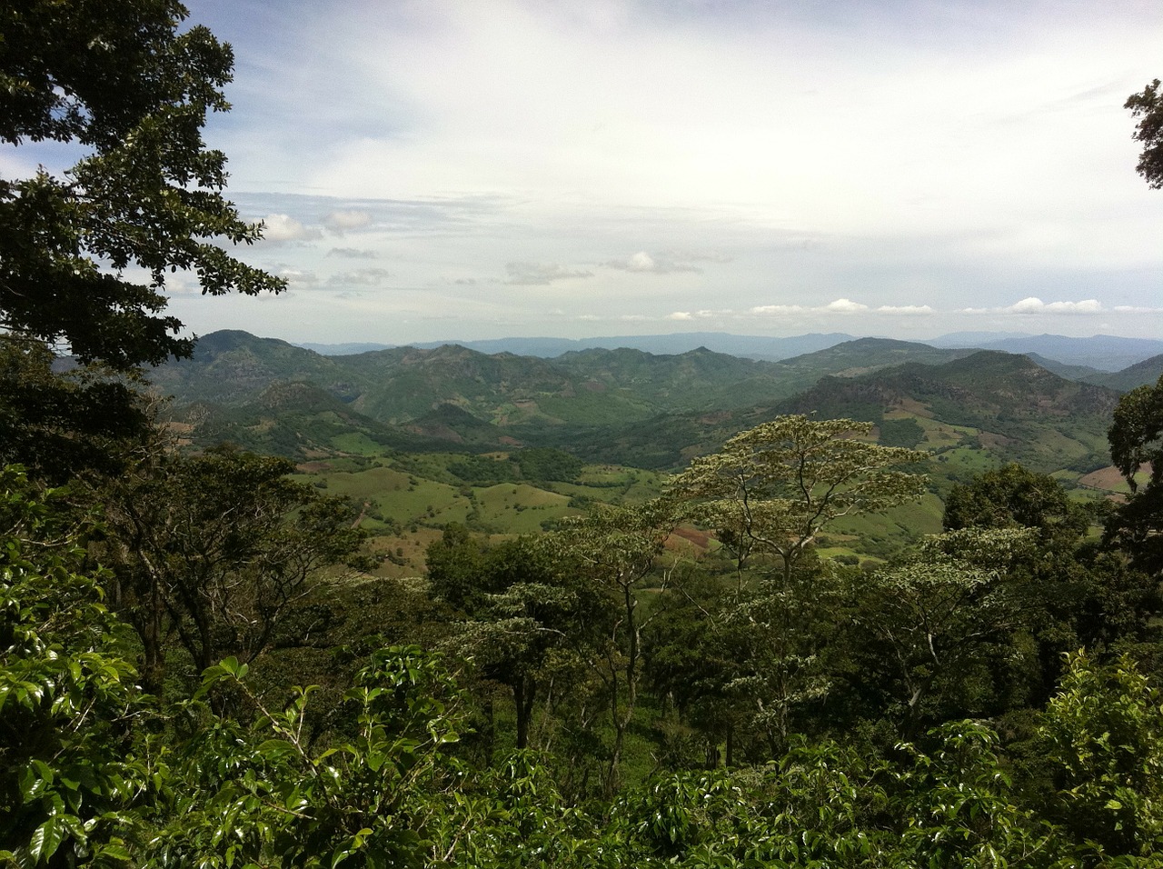 Plantacija, Kava, Nikaragva, Džiunglės, Kraštovaizdis, Dykuma, Peizažas, Natūralus, Laukiniai, Lauke