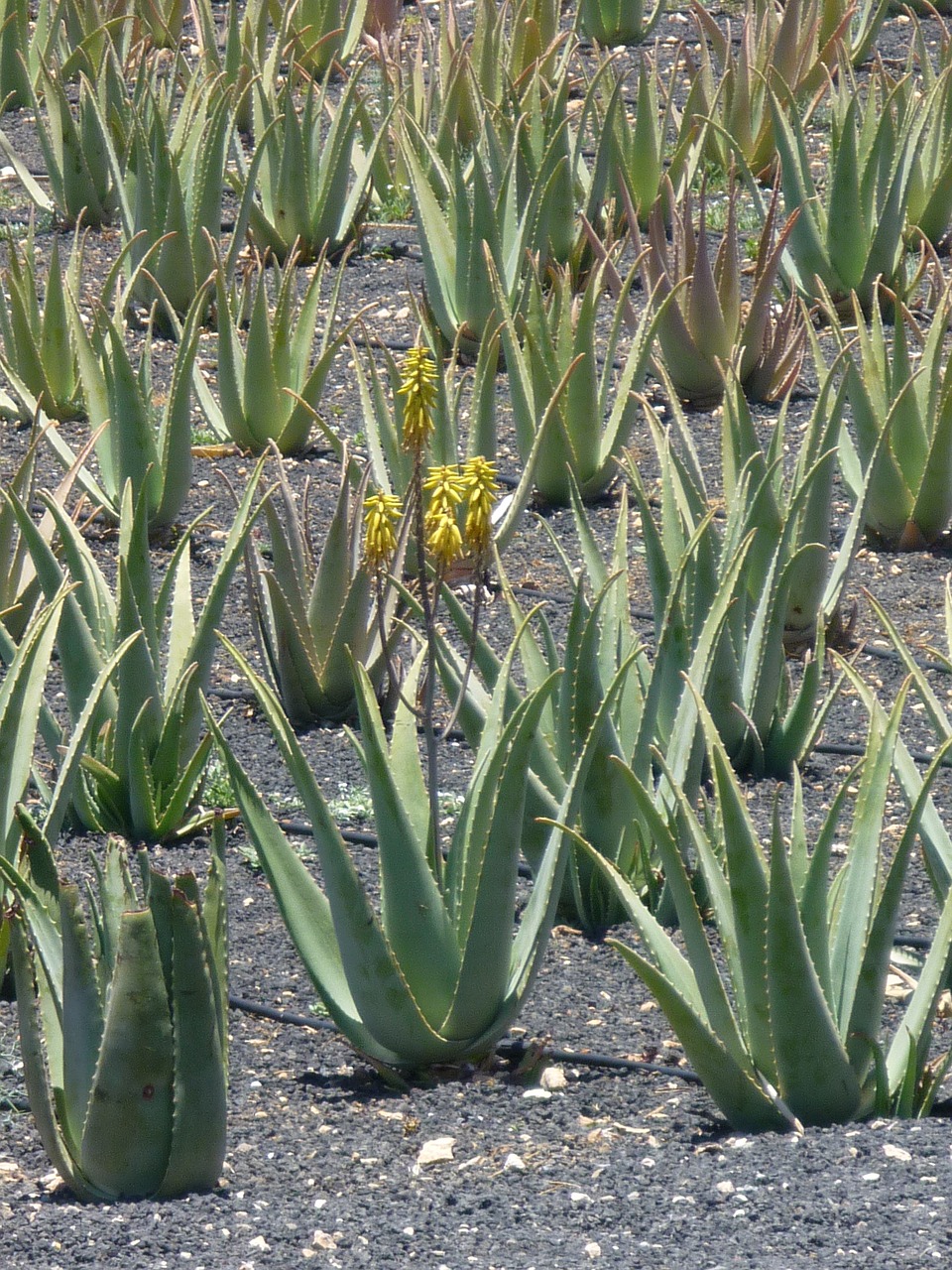 Plantacija, Alijošius, Augalai, Gamta, Žalias, Kanarų Salos, Nemokamos Nuotraukos,  Nemokama Licenzija