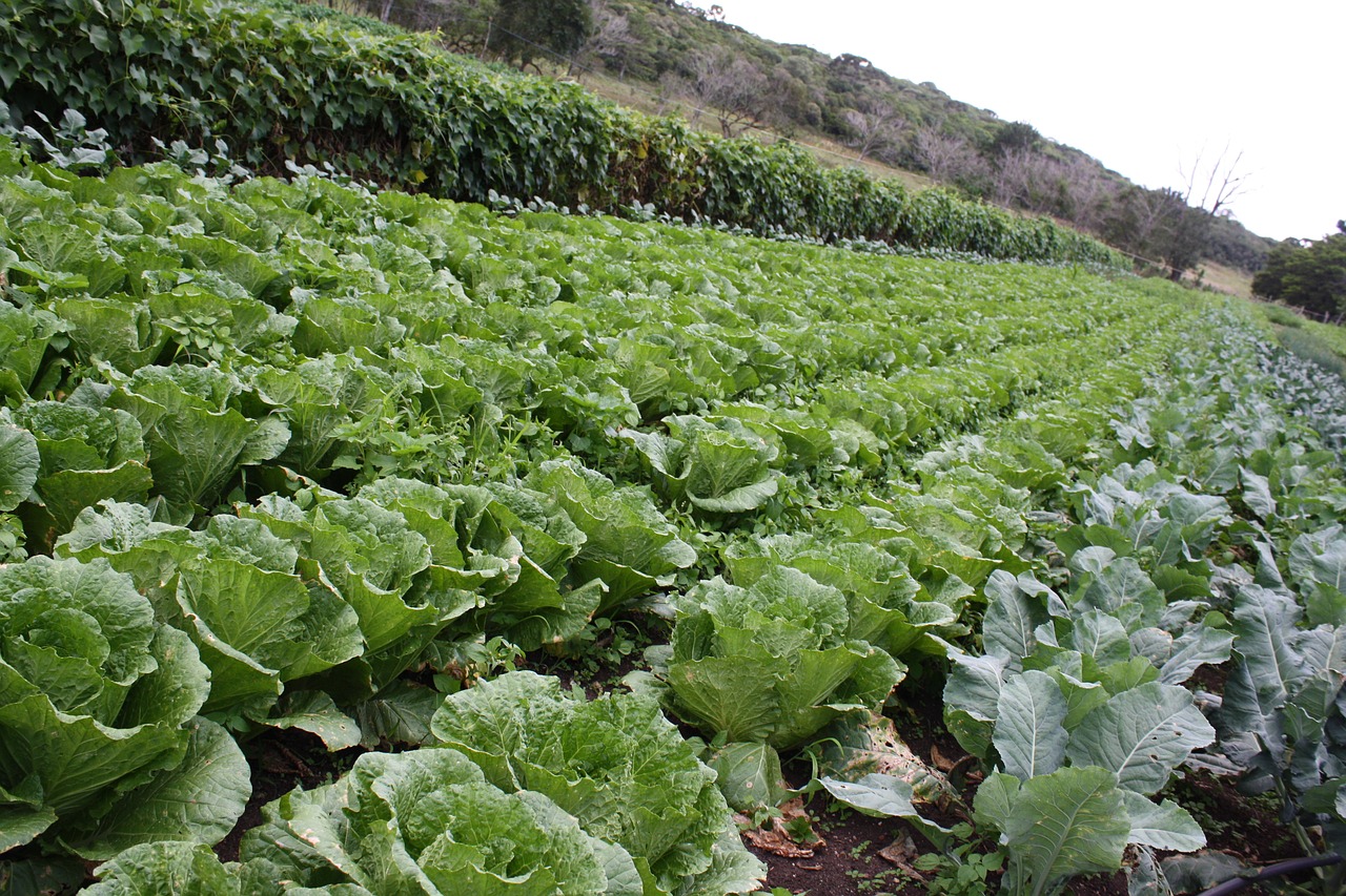 Plantacija, Salotos, Roca, Žalias, Nemokamos Nuotraukos,  Nemokama Licenzija