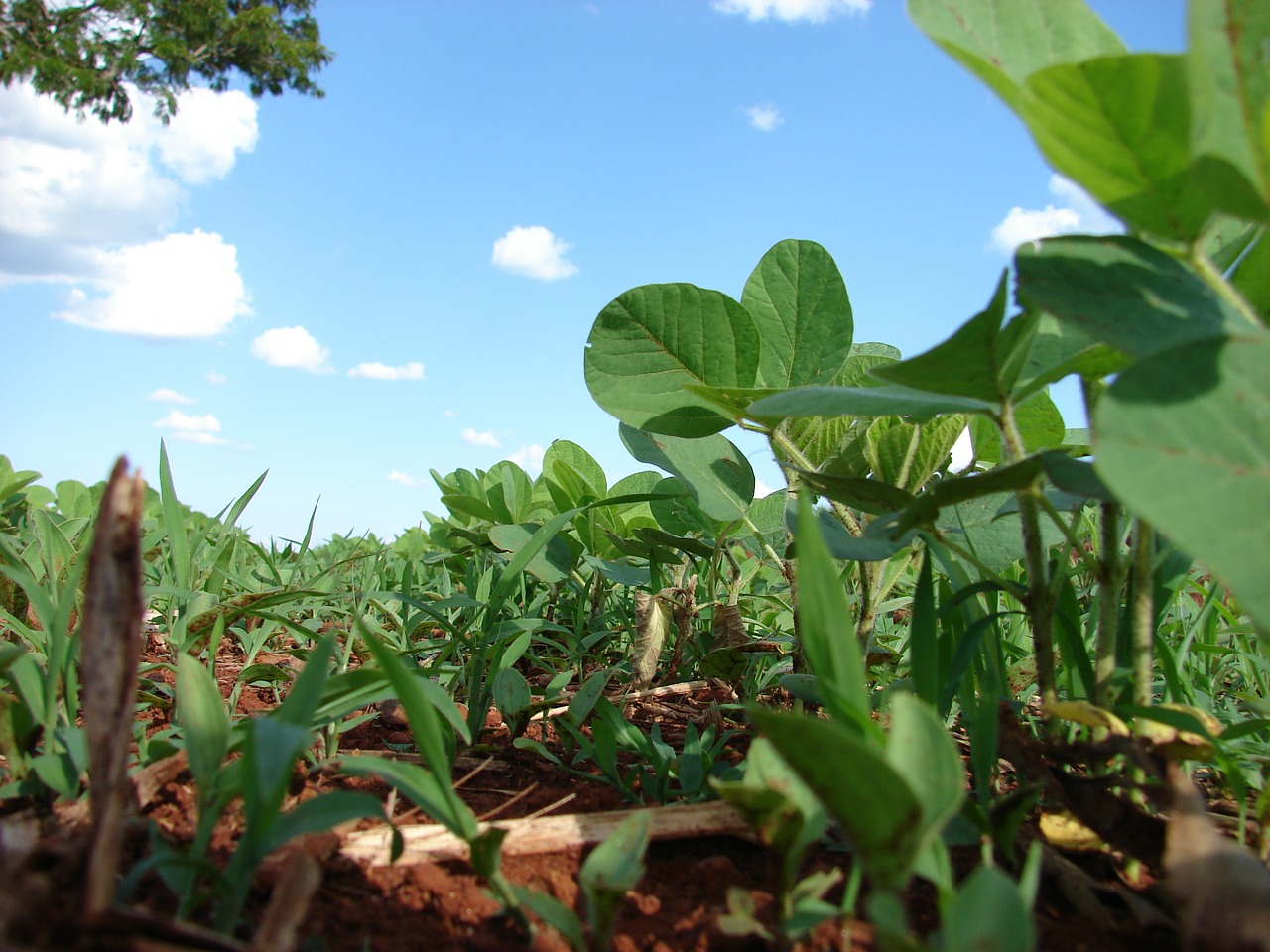 Plantacija, Sojos Pupelės, Sodinti, Grūdai, Ūkis, Cerrado, Brazilija, Nemokamos Nuotraukos,  Nemokama Licenzija