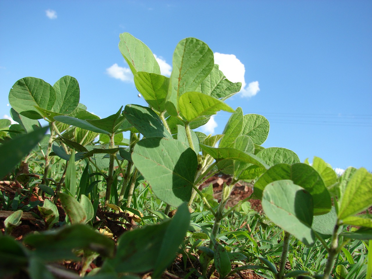 Plantacija, Sojos Pupelės, Sodinti, Grūdai, Ūkis, Cerrado, Brazilija, Nemokamos Nuotraukos,  Nemokama Licenzija