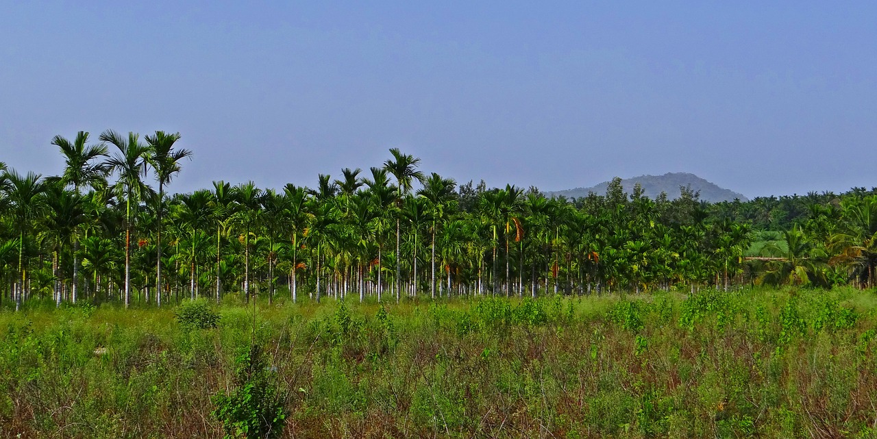 Plantacija, Asca Riešutai, Areca Palmių, Areca Catechu, Betelnut, Chikmagalur, Karnataka, Indija, Nemokamos Nuotraukos,  Nemokama Licenzija