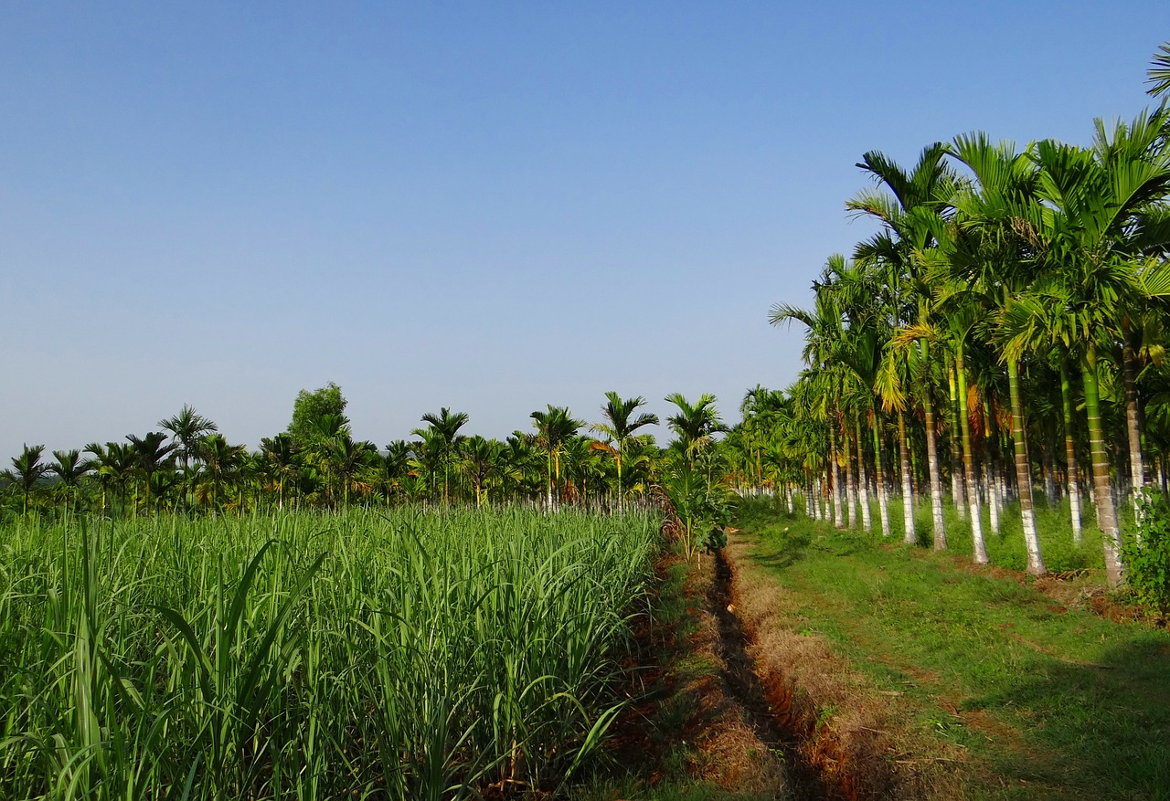 Plantacija, Asca Riešutai, Areca Palmių, Areca Catechu, Betelnut, Cukranendrių Derlius, Chikmagalur, Karnataka, Indija, Nemokamos Nuotraukos