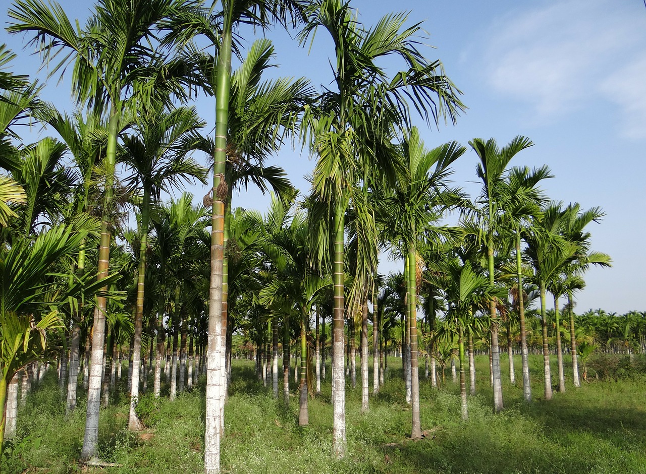 Plantacija, Asca Riešutai, Areca Palmių, Areca Catechu, Betelnut, Chikmagalur, Karnataka, Indija, Nemokamos Nuotraukos,  Nemokama Licenzija