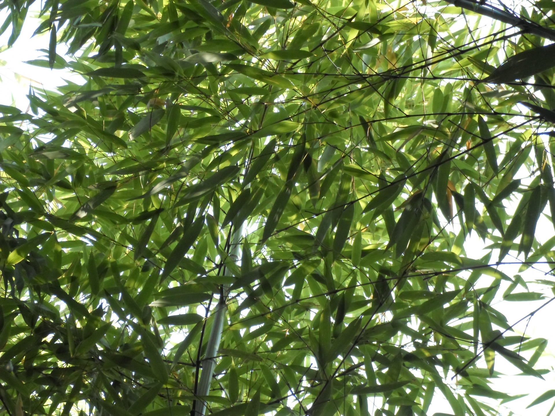 Bambukas,  Žalias,  Žolė,  Lapai,  Lapai,  Nuolatinis,  Žolė,  Augalas,  Pavasaris,  Augaliniai Bambukai Žalumynai Žalumynai