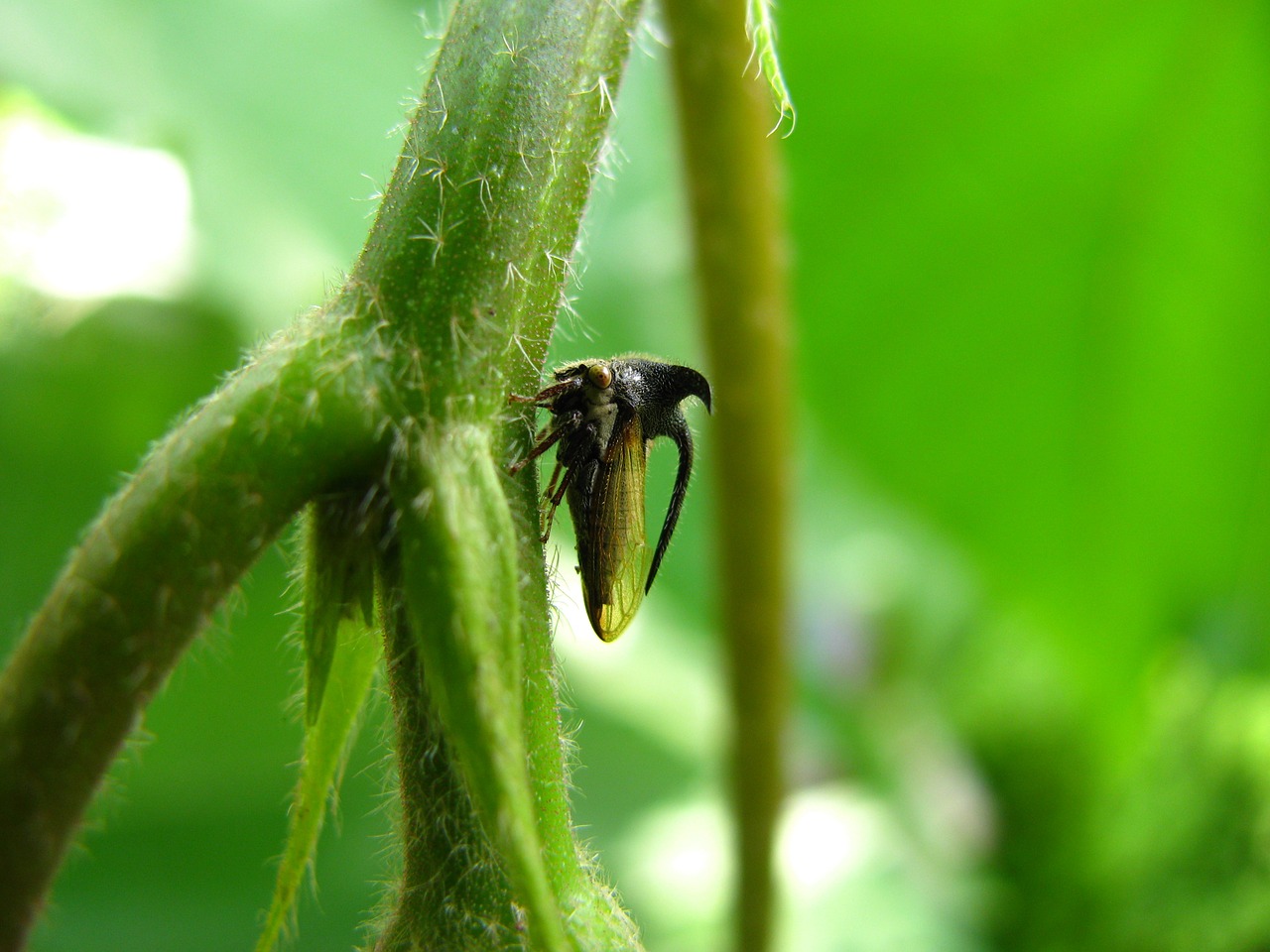 Planthopper, Vabzdys, Laukinė Gamta, Klaida, Mažas, Antenos, Laukiniai, Entomologija, Lauke, Gyvenimas