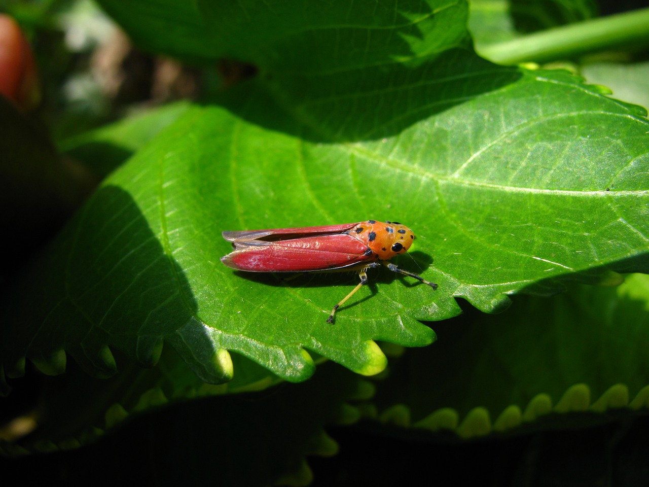 Planthopper, Vabzdys, Rožinis, Bunkeris, Klaida, Makro, Raudona, Nemokamos Nuotraukos,  Nemokama Licenzija