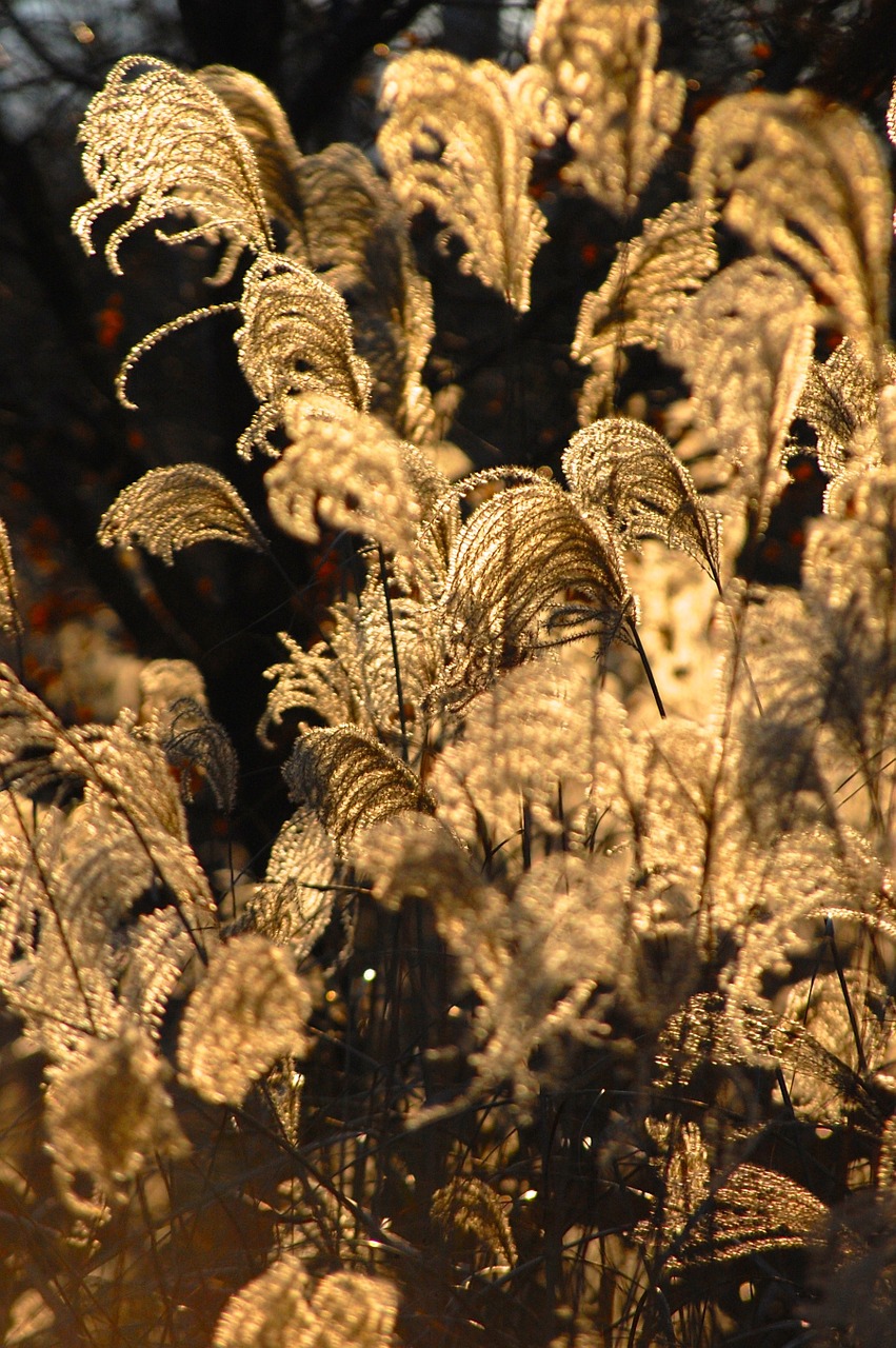 Augalai, Gudrus, Šviesa, Augmenija, Flora, Saulė, Svajingas, Lauke, Gamta, Apšvietimas