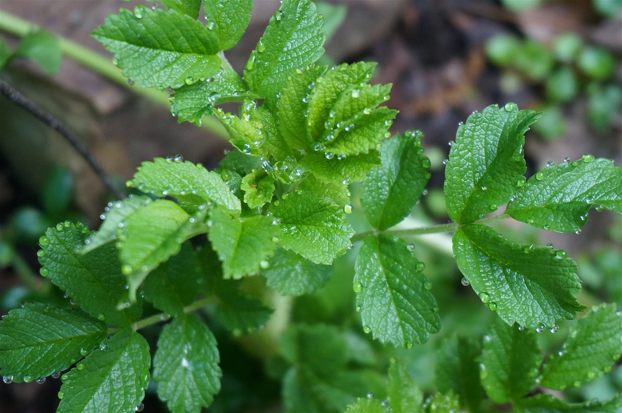 Lapai, Rožė, Augalai, Rugosa Rožė, Lietus, Gamta, Nemokamos Nuotraukos,  Nemokama Licenzija