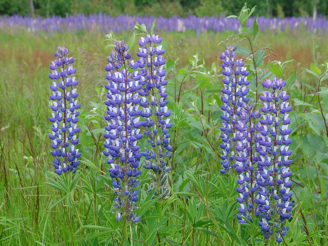 Lupinas, Augalai, Gėlės, Žolė, Žalias, Gamta, Žydėti, Nemokamos Nuotraukos,  Nemokama Licenzija