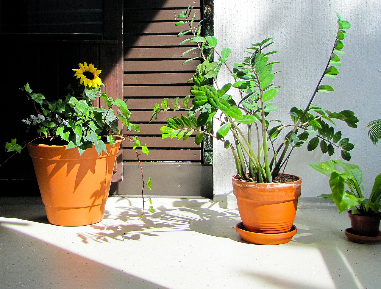 Augalai, Balkonų Augalai, Augalai Ant Balkono, Balkonas, Saulėgrąžos, Palmuvehka, Zamioculcas, Vasara, Atsipalaiduoti, Nemokamos Nuotraukos