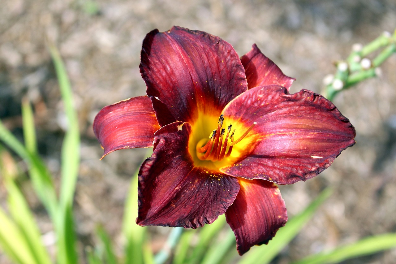 Augalai, Gėlė, Sodo Augalas, Daylilies, Gamta, Vasara, Iš Arti, Nemokamos Nuotraukos,  Nemokama Licenzija