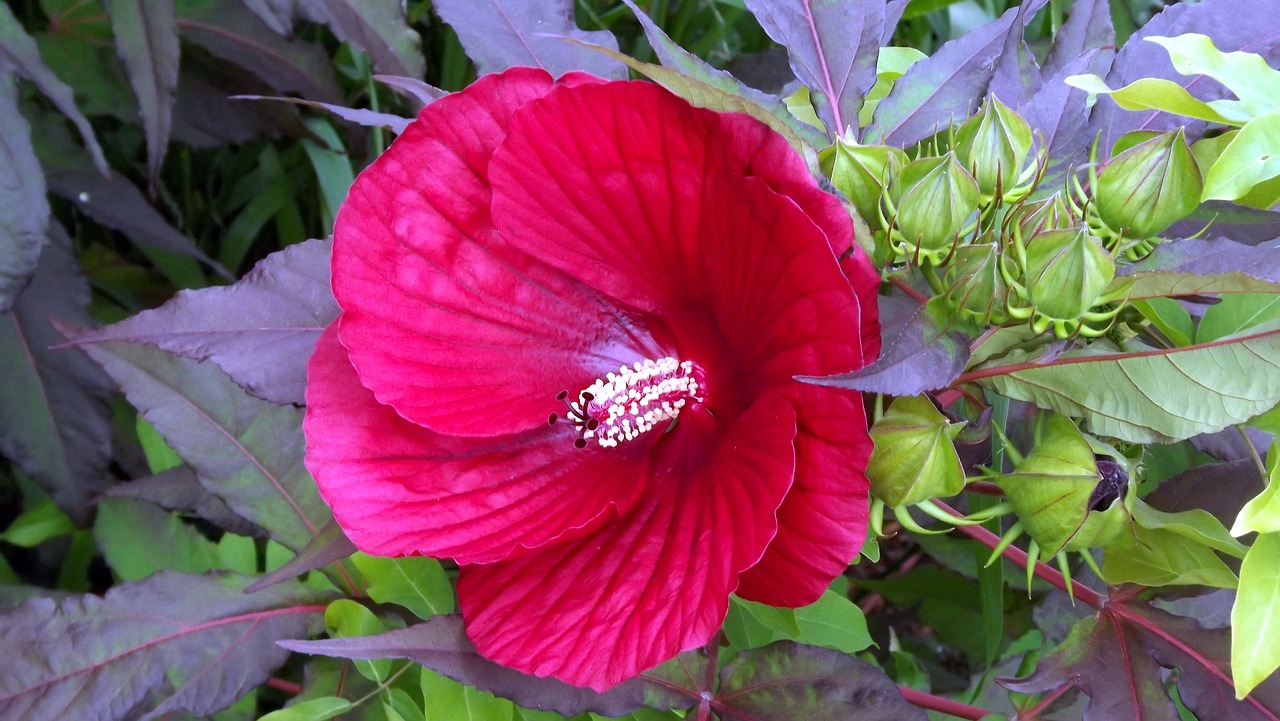 Augalai, Gėlės, Hibiscus, Rožė Kinai, Didžiulė Gėlė, Žydi, Gamta, Vasara, Iš Arti, Nemokamos Nuotraukos