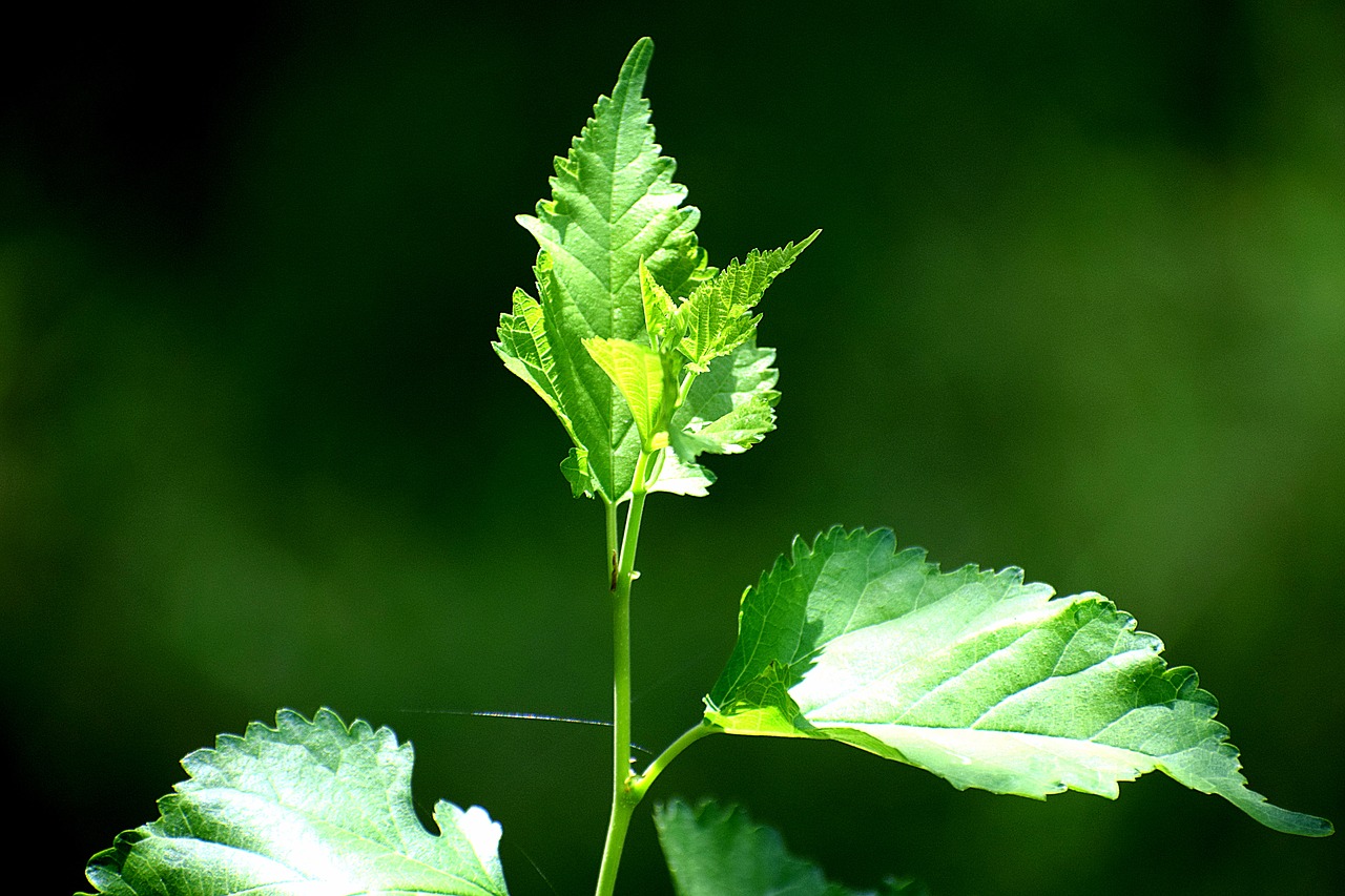 Природные листья. Plants and nature text.