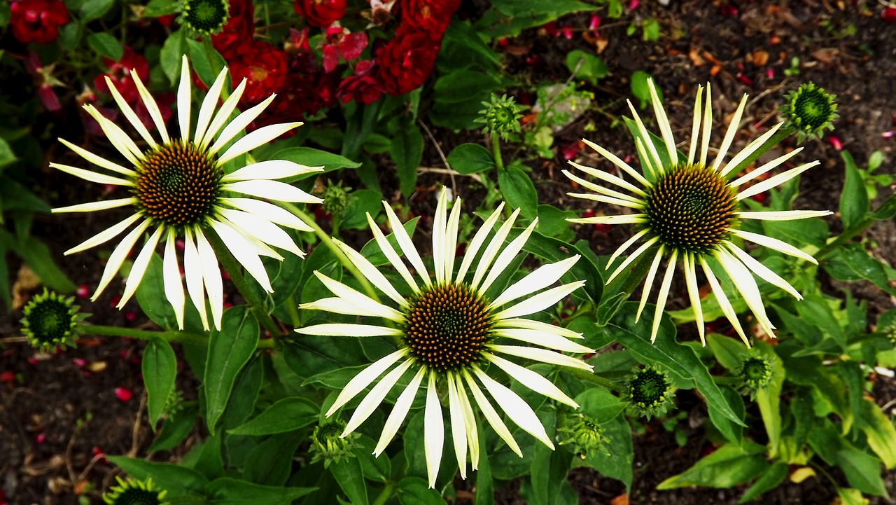 Augalai, Gėlės, Sodas, Echinacea, Sodo Augalas, Gamta, Vasara, Nemokamos Nuotraukos,  Nemokama Licenzija