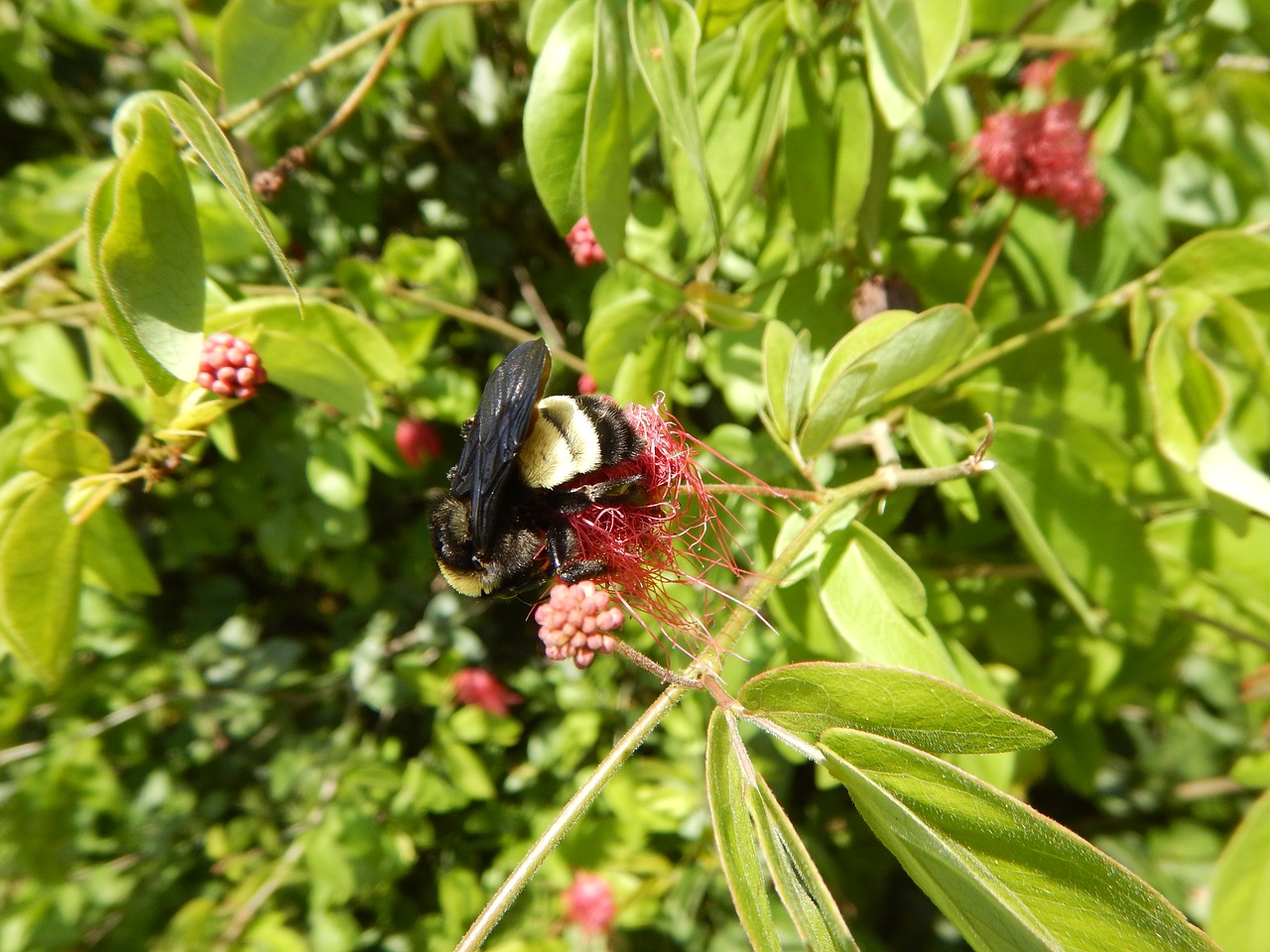 Augalai, Folija, Gamta, Nemokamos Nuotraukos,  Nemokama Licenzija