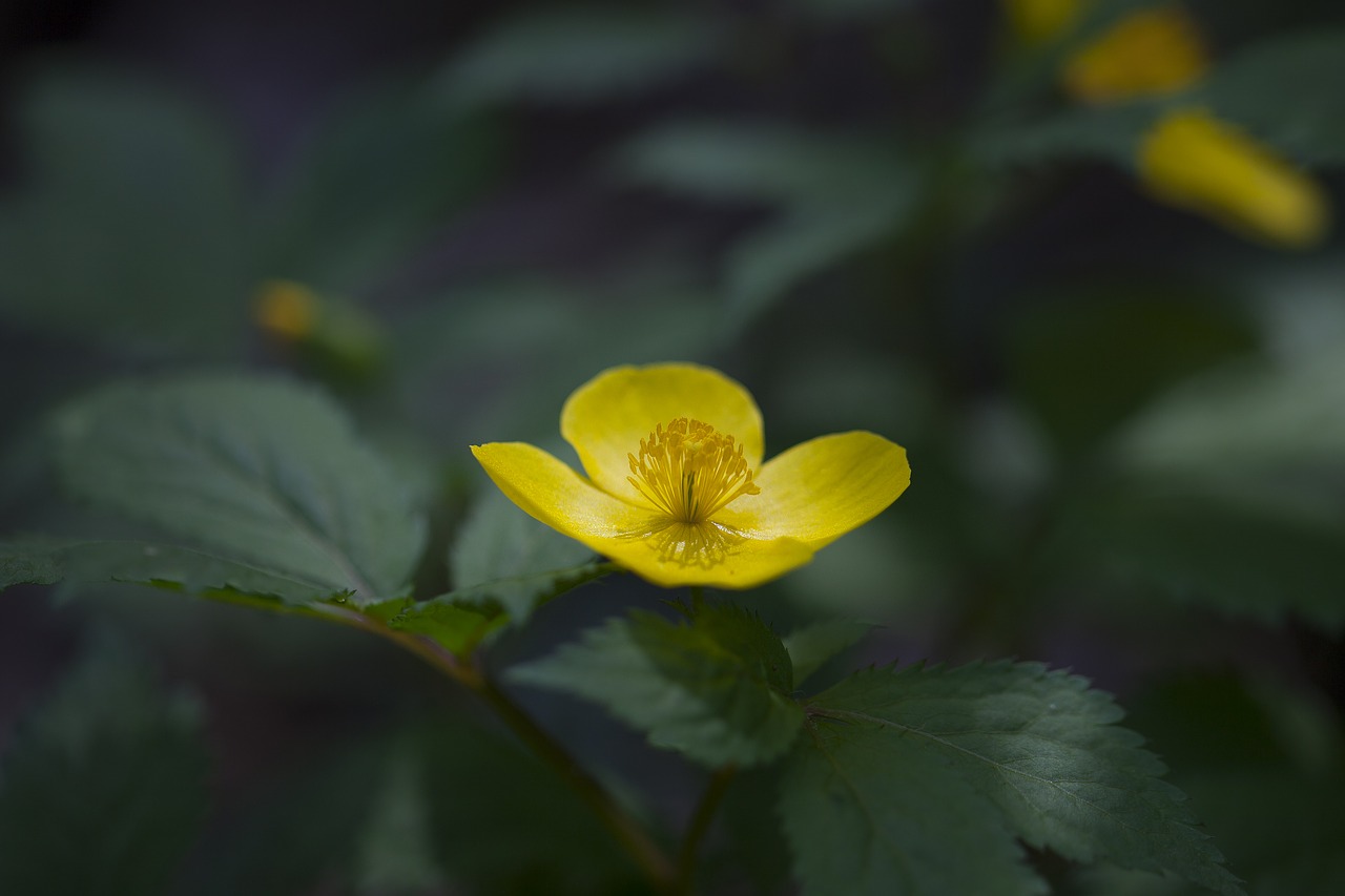 Augalai,  Gamta,  Gėlės,  Wildflower,  Celandine,  Geltonos Gėlės,  Korėjiečių Gėlė,  Neryškus,  Vasara,  Be Honoraro Mokesčio