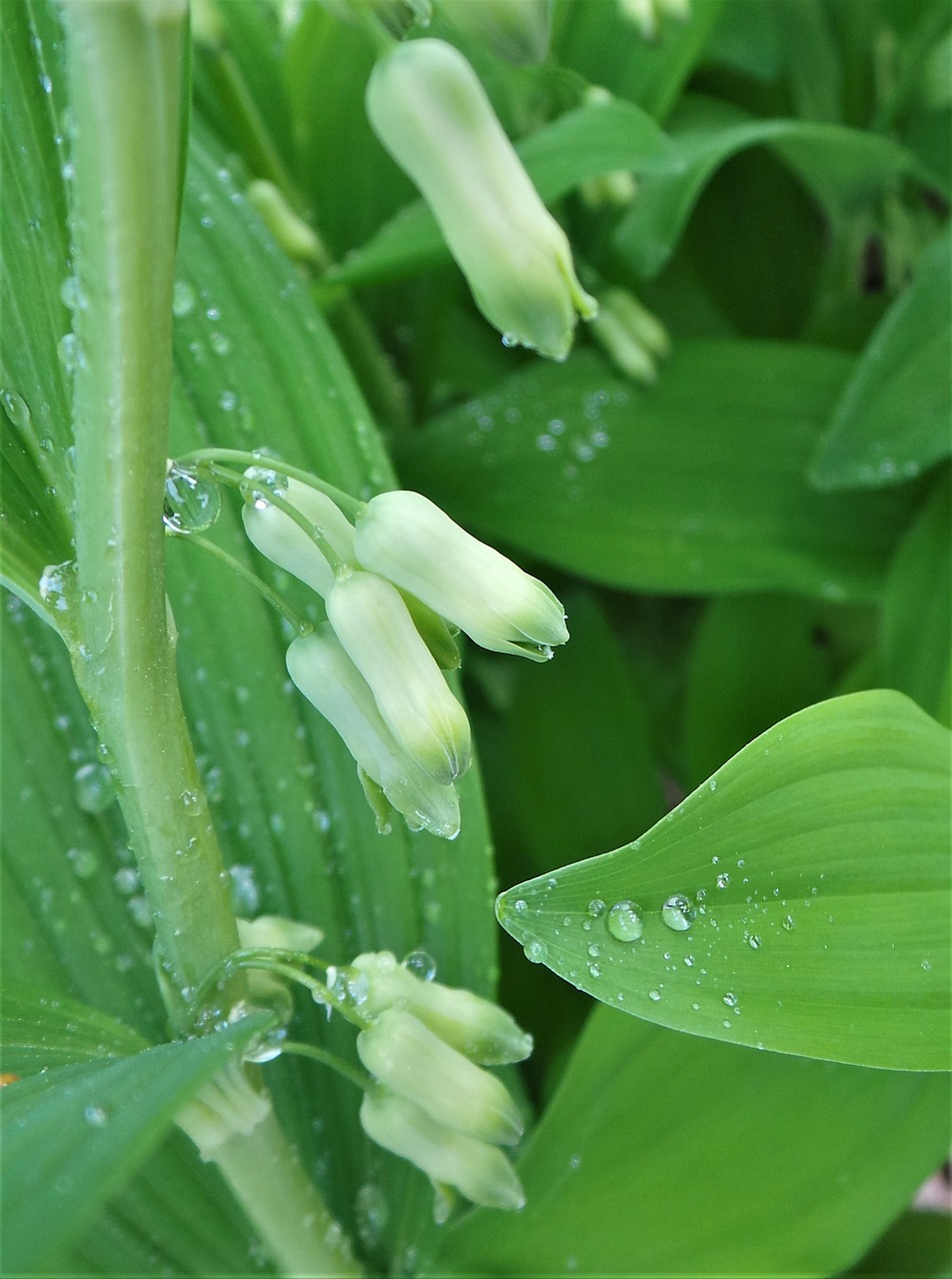 Augalai,  Apvalinant,  Huang Ting,  Campanula Punctata, Nemokamos Nuotraukos,  Nemokama Licenzija