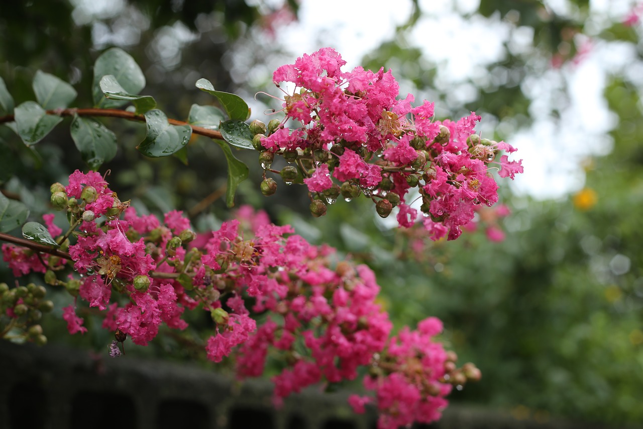 Augalai,  Gėlės,  Pobūdį,  Rožinis,  Crap Mirtų,  Mediena,  Lagerstroemia Indica, Nemokamos Nuotraukos,  Nemokama Licenzija