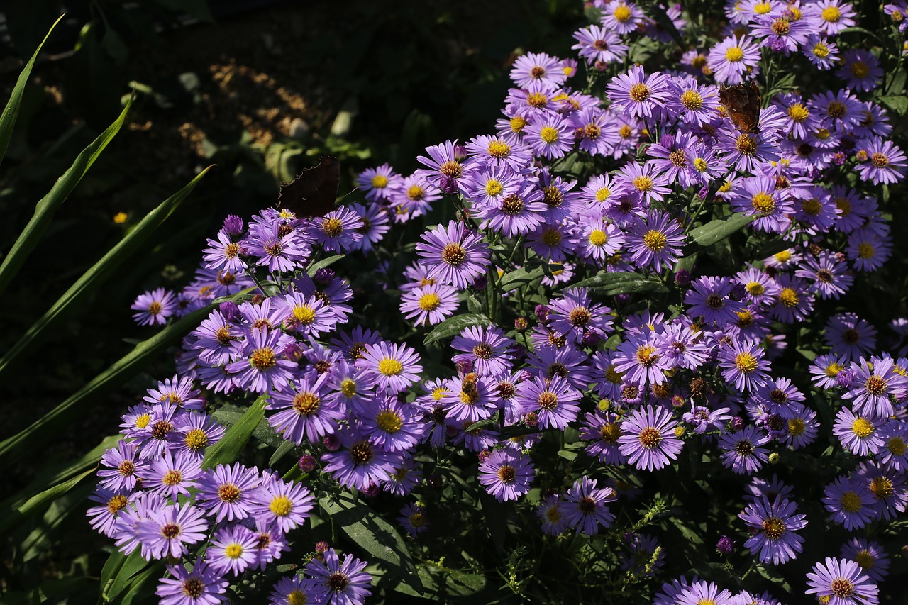 Augalai,  Gėlės,  Rudens Ramunės,  Aster Koraiensis,  Asteraceae,  Sodas,  Pobūdį,  Wildflower,  Rudens Gėlės, Nemokamos Nuotraukos