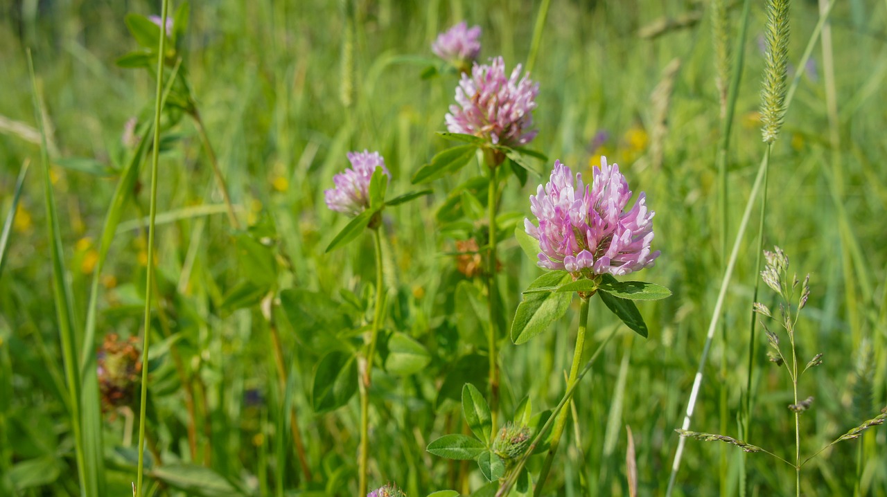 Augalai,  Žalias,  Gėlė,  Pobūdį,  Gėlės,  Rožinis,  Žolė,  Floros,  Vasara,  Šviesus