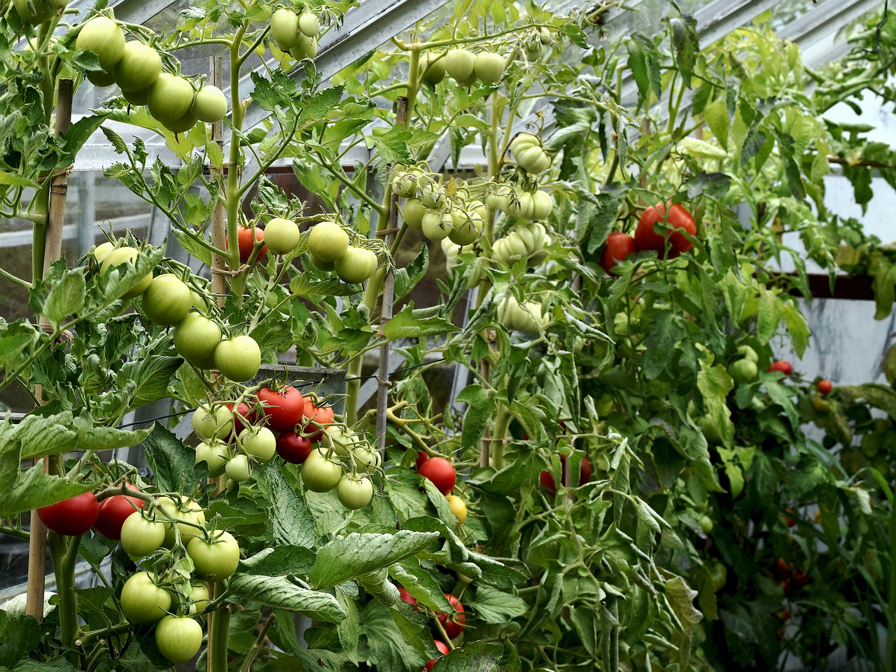 Augalai,  Šiltnamio Efektą Sukeliančių,  Pomidorai,  Brendimas, Nemokamos Nuotraukos,  Nemokama Licenzija