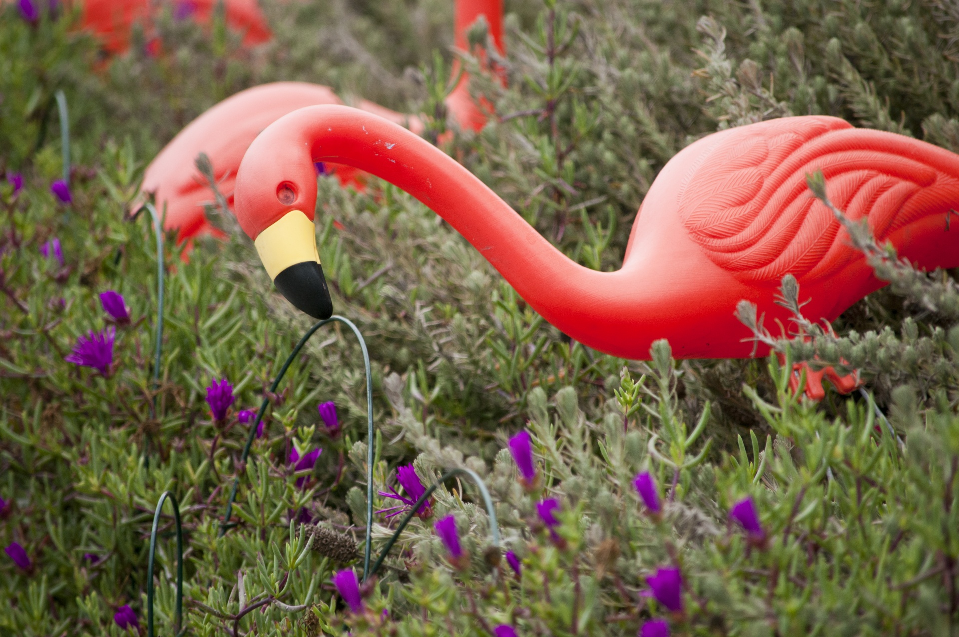 Flamingo,  Flamingos,  Ornamentas,  Veja & Nbsp,  Ornamentu,  Rožinis,  Priekinis & Nbsp,  Kiemas,  Plastmasinis,  Derva