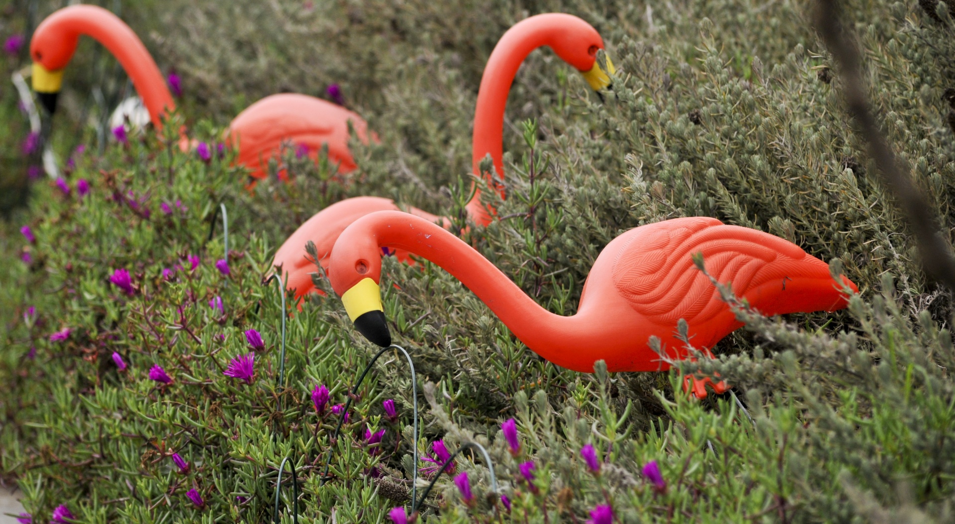 Flamingo,  Flamingos,  Ornamentas,  Veja & Nbsp,  Ornamentu,  Rožinis,  Priekinis & Nbsp,  Kiemas,  Plastmasinis,  Derva