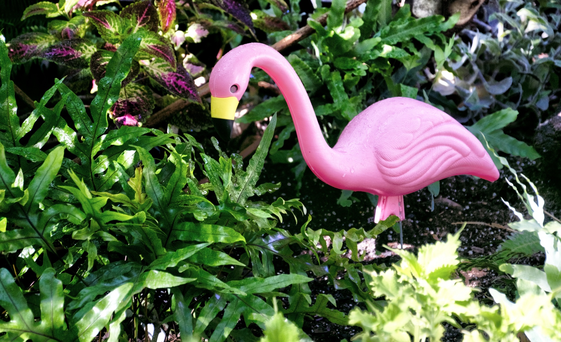 Flamingo,  Plastmasinis,  Plastikas & Nbsp,  Flamingo,  Sodo & Nbsp,  Apdaila,  Rožinis,  Paukštis,  Paukščiai,  Augalai