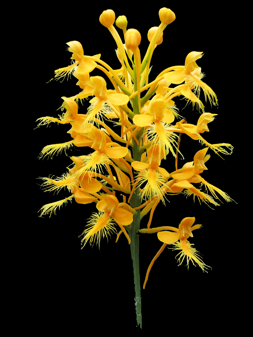 Platanthera Ciliaris, Geltona Siaubingoji Druskos Orchidėja, Pinhook Pelkė, Žalias, Izoliuotas, Juodas Fonas, Gėlė, Žiedas, Žydėti, Vasara