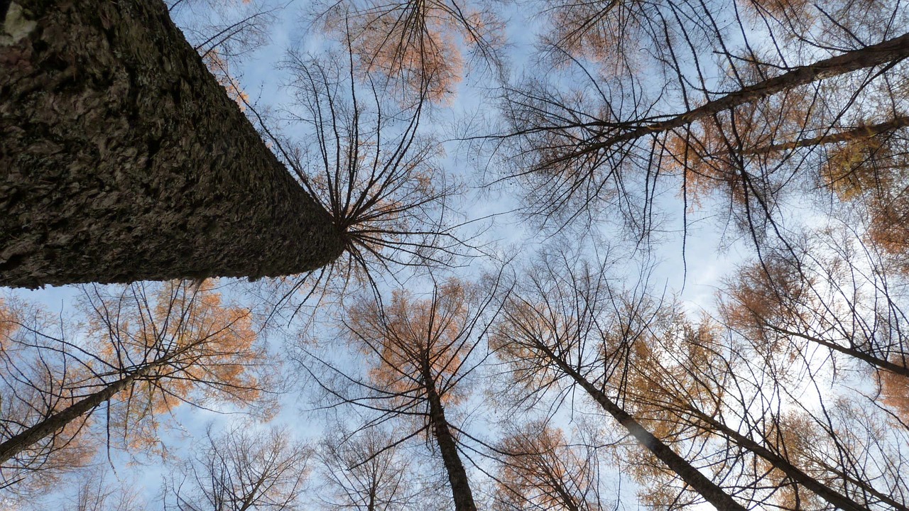 Medžiai, Miškas, Planta Du Benou, Pirėnai, Kalnas, Nemokamos Nuotraukos,  Nemokama Licenzija