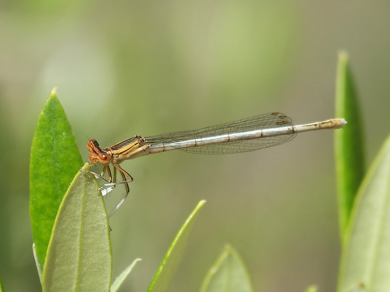 Platybnemis Latipes, Lazda, Damselfly, Lapai, Sparnuotas Vabzdys, Nemokamos Nuotraukos,  Nemokama Licenzija