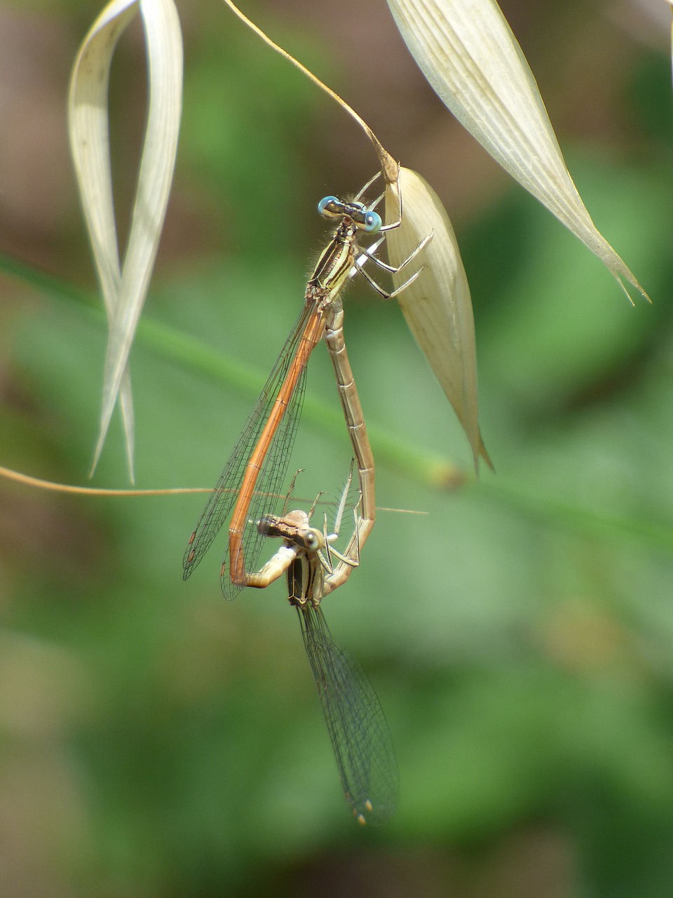 Platybnemis Latipes, Lazda, Damselfly, Pora Atkūrimo Klaidas, Poravimas, Sparnuotas Vabzdys, Nemokamos Nuotraukos,  Nemokama Licenzija