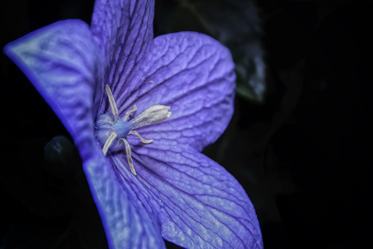 Platikodonas, Balionų Gėlė, Mėlynas Auksas, Uždaryti, Gėlė, Žiedas, Žydėti, Violetinė, Platikodono Glaukuzas, Kiniškoji Berniukas