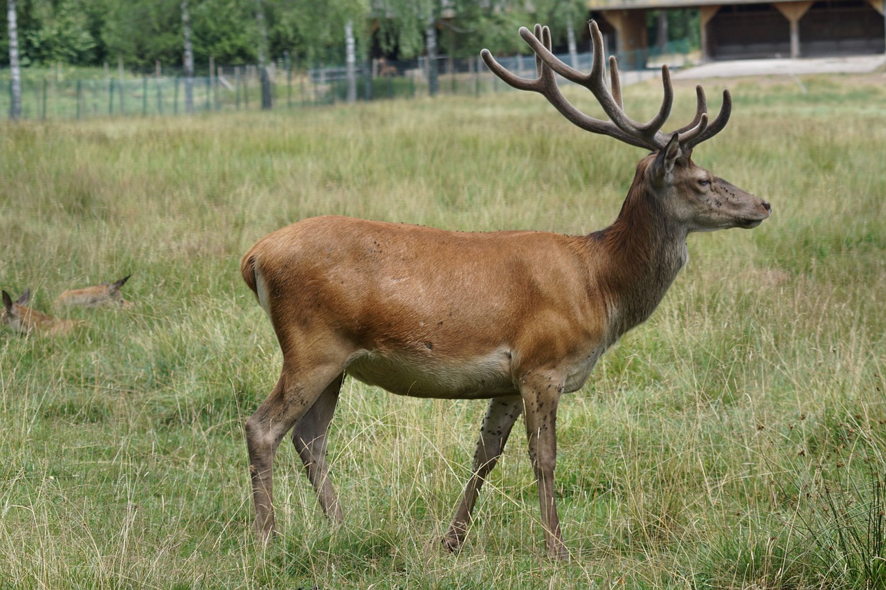 Platzhirsch,  Raudonas Elnias,  Paprastosios Elnies,  Antleris, Nemokamos Nuotraukos,  Nemokama Licenzija