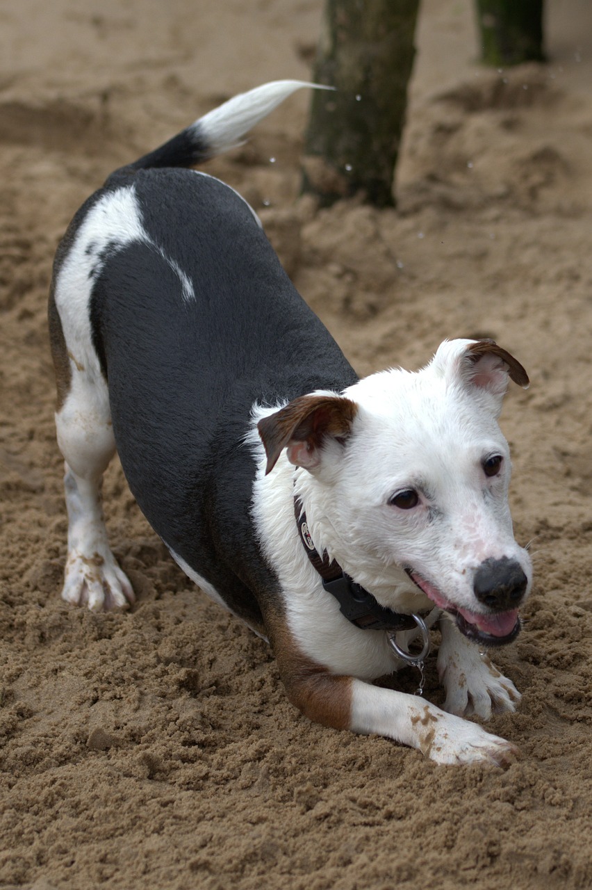 Žaisti Šunį, Jack Russell, Terjeras, Žaisti, Mesti Stöckchen, Gauti Stöckchen, Gyvūnas, Naminis Gyvūnėlis, Šuo, Gyvūnų Portretas