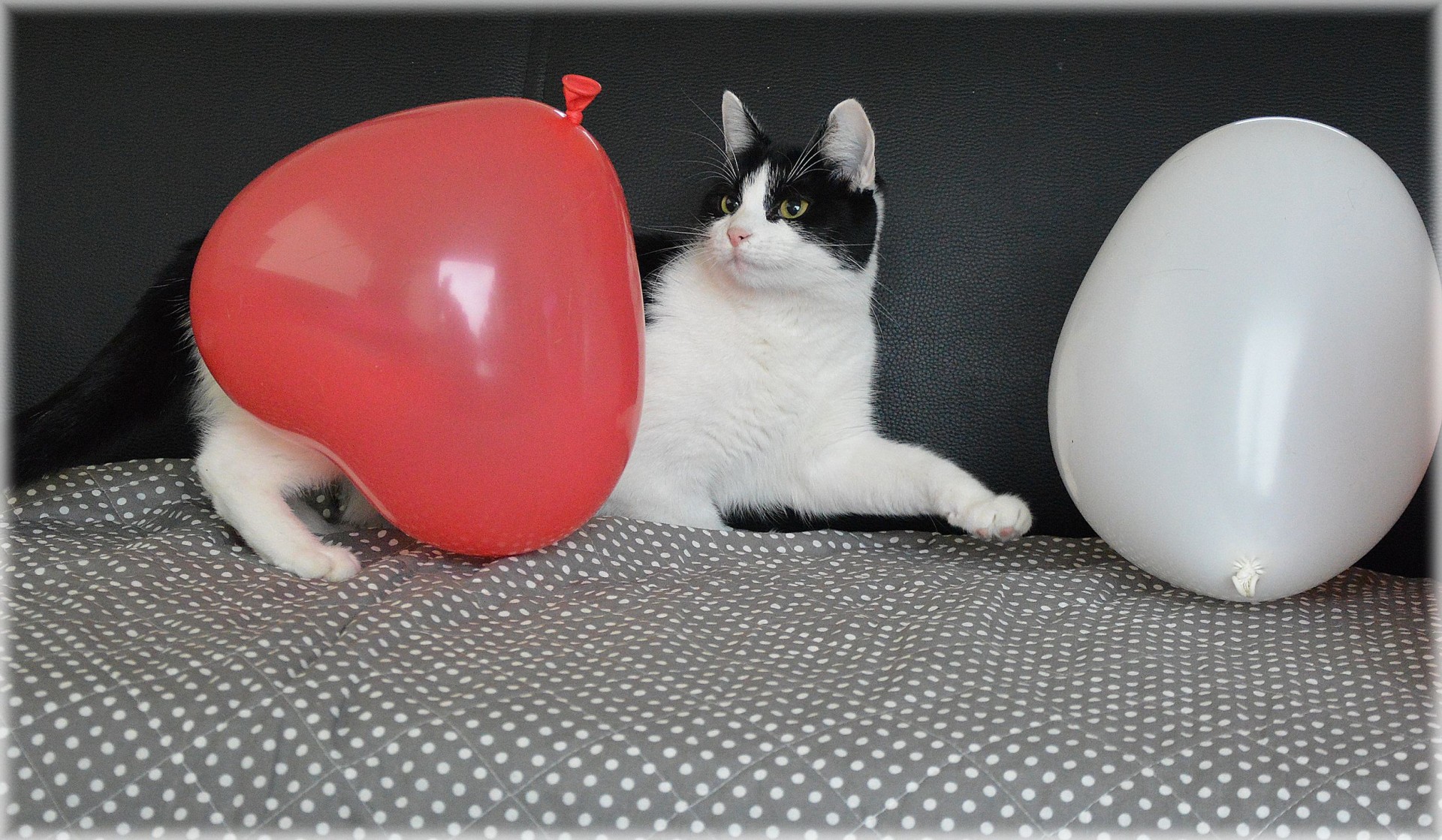 Игра кот шарики. Кошка с воздушными шариками. Кошечка с воздушным шариком. Воздушные животные. Кот играется с шарами.
